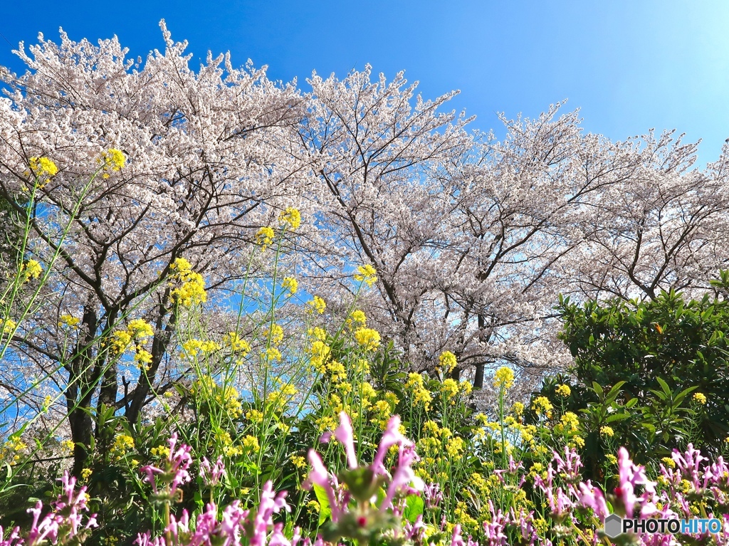 菜の花と桜