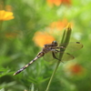 麦わらトンボ
