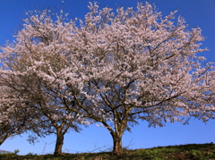 桜・桜