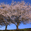 桜・桜