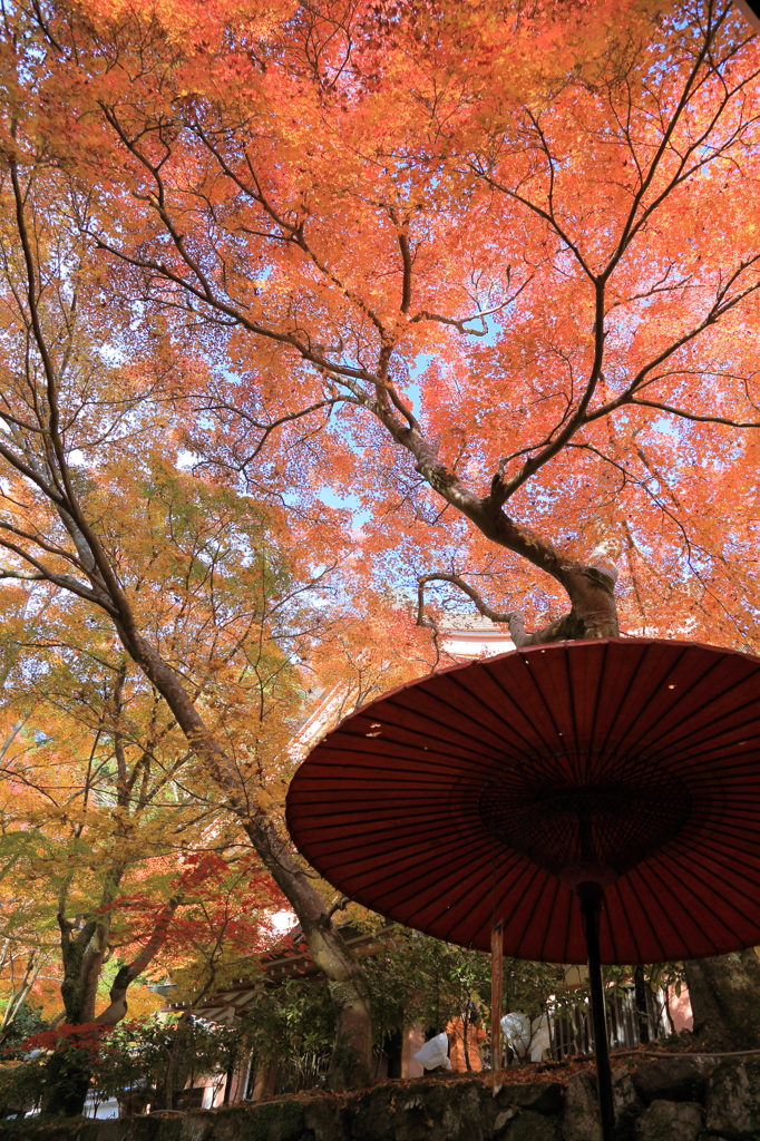 紅葉の茶屋　　（朝）