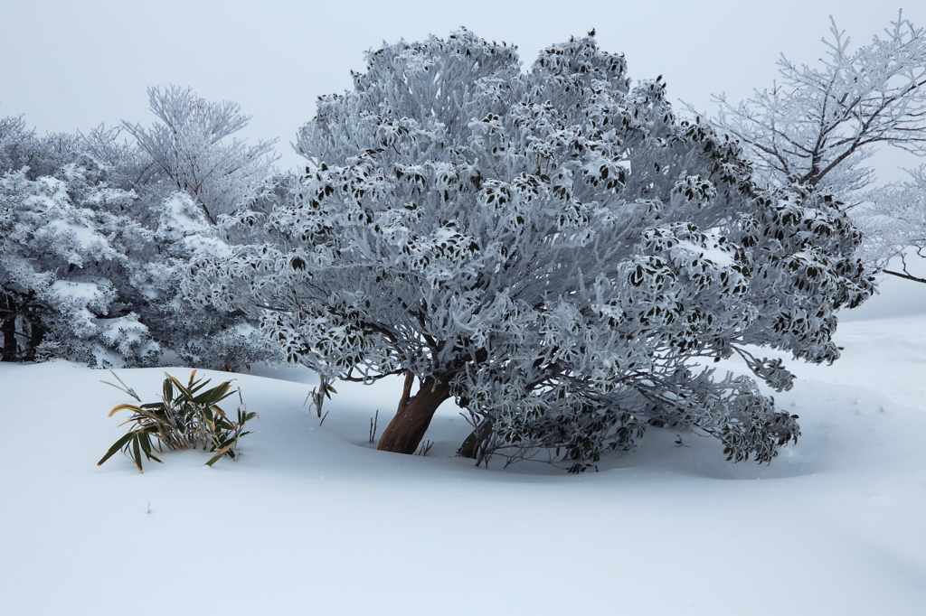 雪中撮泳