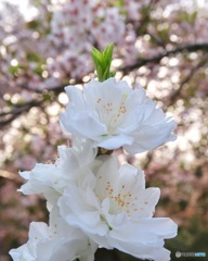 桜×桜
