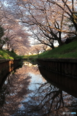 水面に映す千本桜