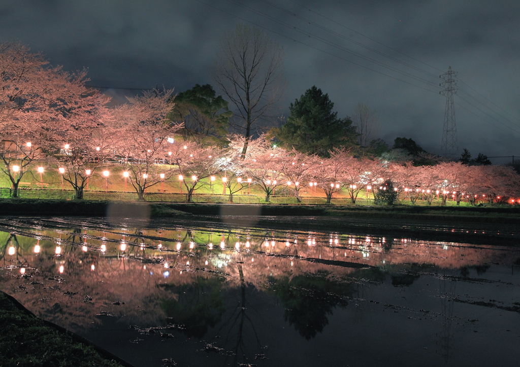田園に咲いた夜桜