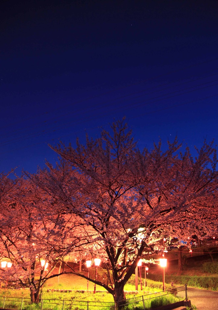夕桜