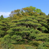 日本の松