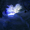 煌めく樹氷