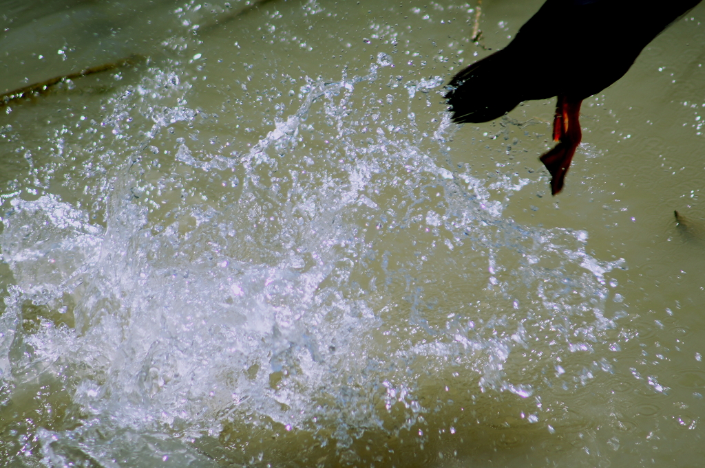 撮(鳥)り逃がしちゃいました