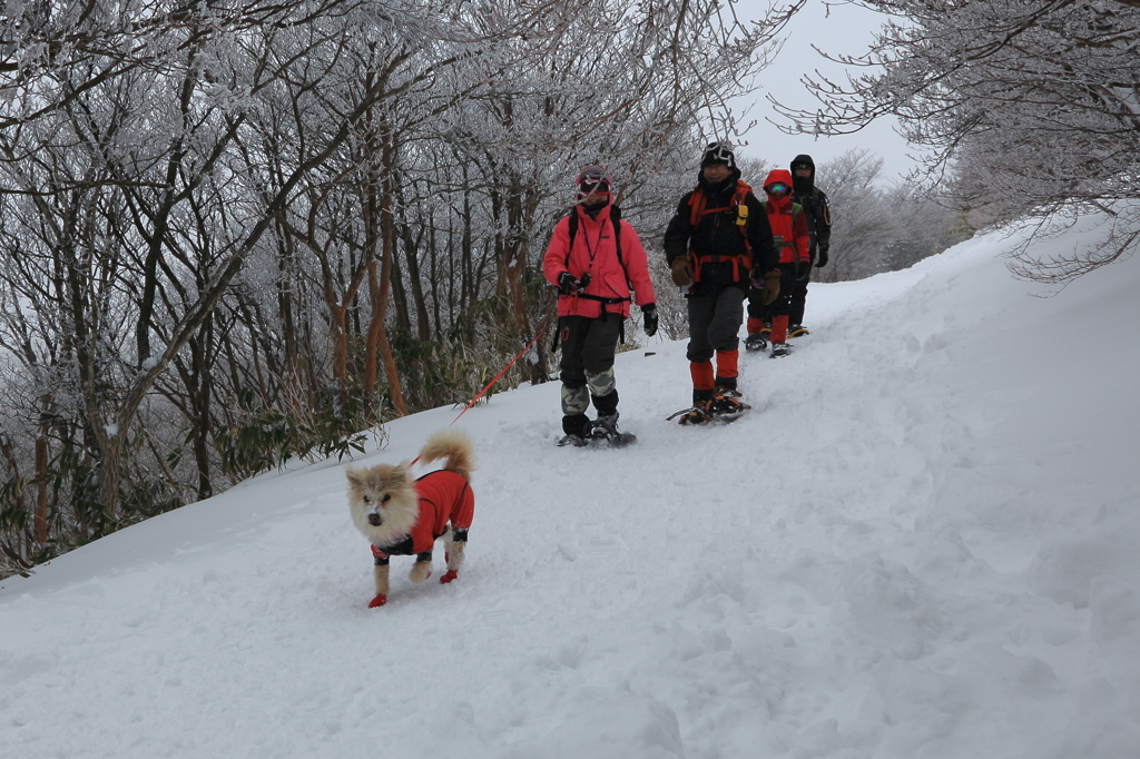 犬も喜び庭駆け回る♪