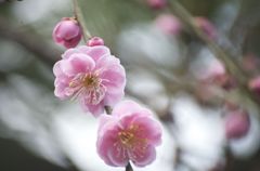 梅の花