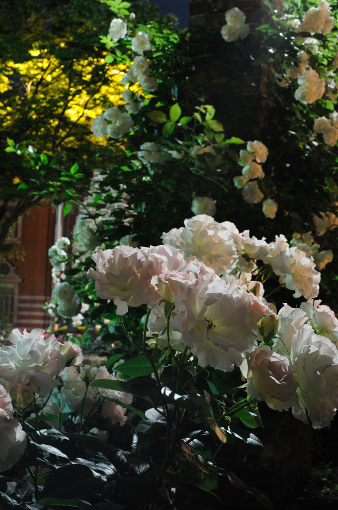 夜の白薔薇