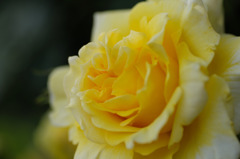 Light Yellow