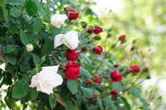 wall of rose