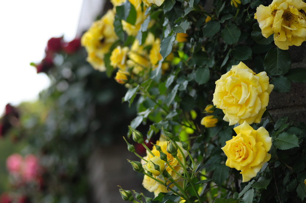 Yellow Jewel