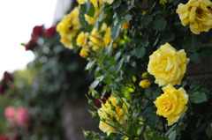 Yellow Jewel