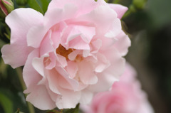 Rose Pink