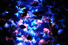 Medium Blue
