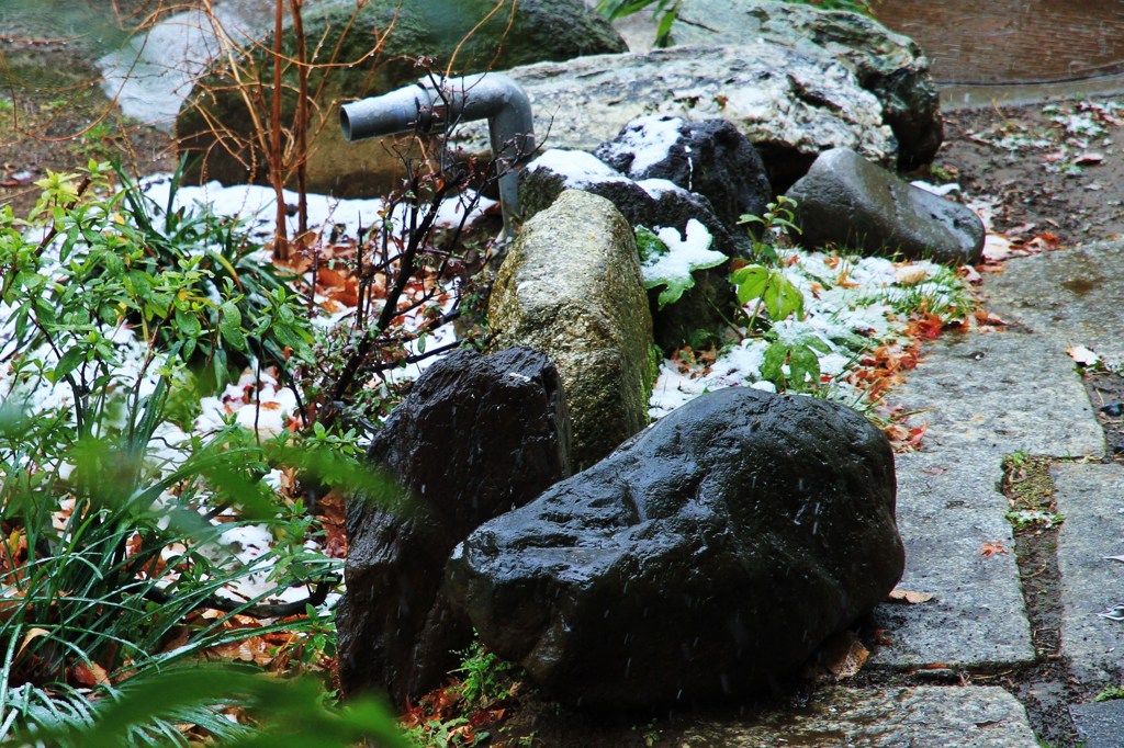 初雪