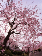 煌めく枝垂れ桜