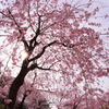 煌めく枝垂れ桜
