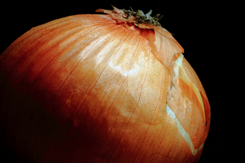 Onion（カラー）