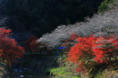 山里の紅白