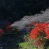 山里の紅白