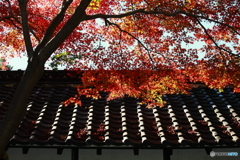 東山植物園の紅葉