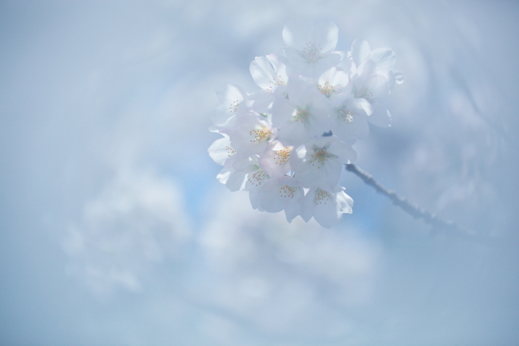 朧桜