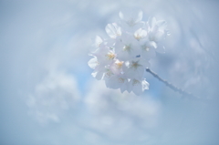 朧桜