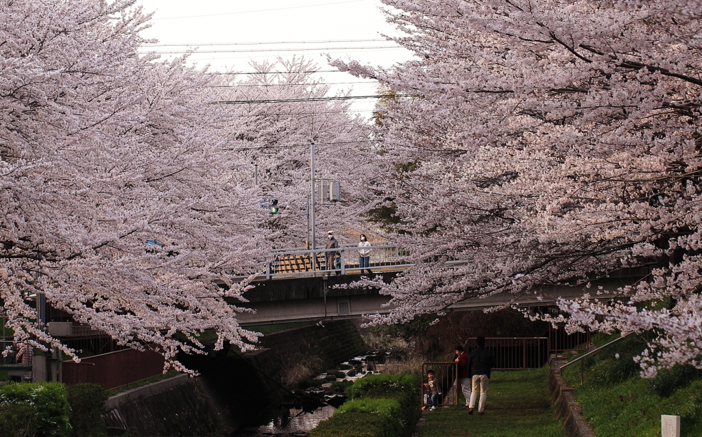 桜青信号
