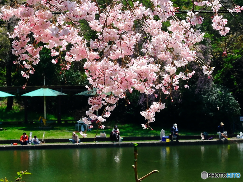 太公望と桜