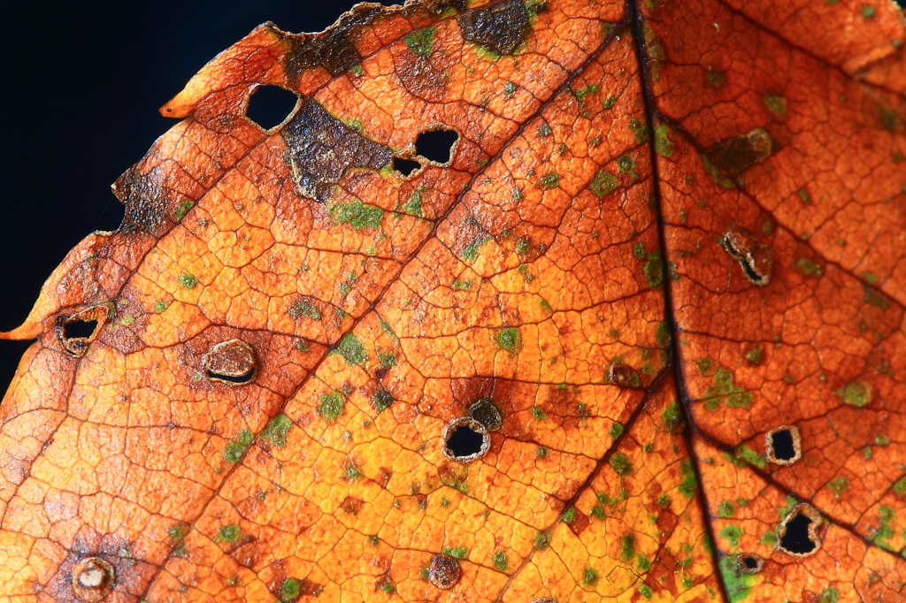 The leaf of autumn