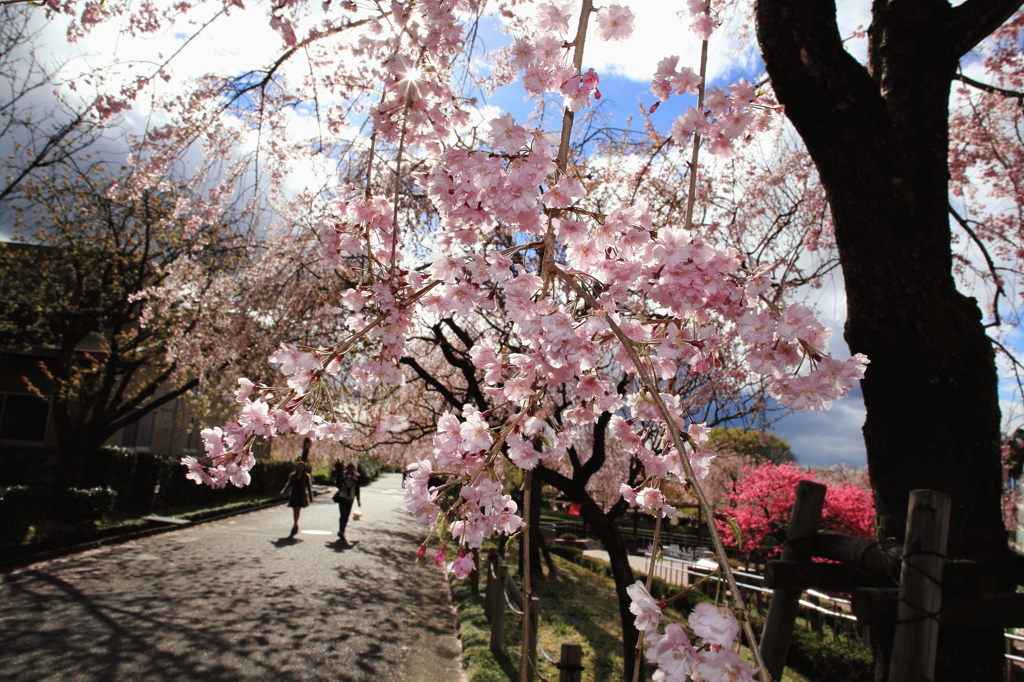 枝垂れ桜　スナップ３  ～逆光萌えバージョン～