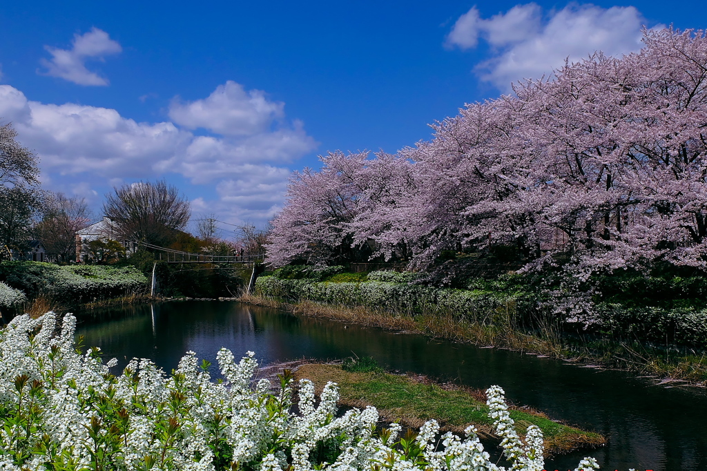 青空と白雲と桜