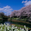 青空と白雲と桜