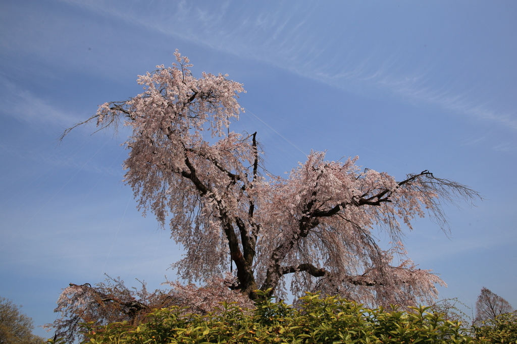 春空