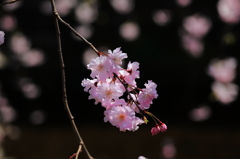 桜花の謳歌