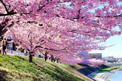 河津桜満貫！