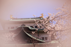 名古屋城桜