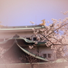 名古屋城桜