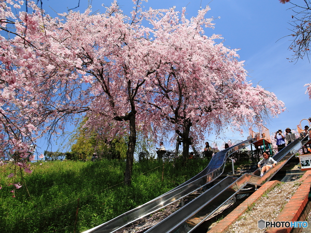 桜すべり台