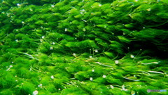 水中の梅花藻