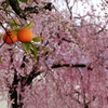 枝垂れ桜　スナップ２