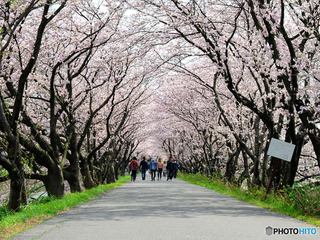 墨俣 桜トンネル