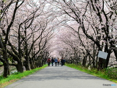 墨俣 桜トンネル
