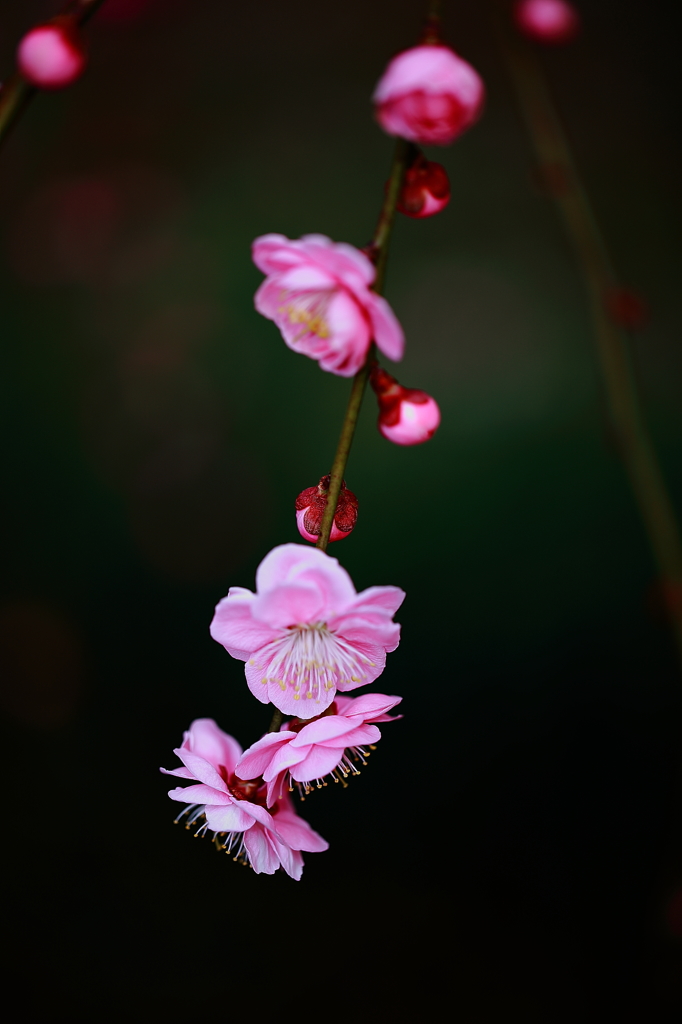 春を刻む梅の開花