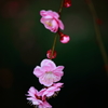 春を刻む梅の開花