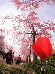 人も花もお花見です